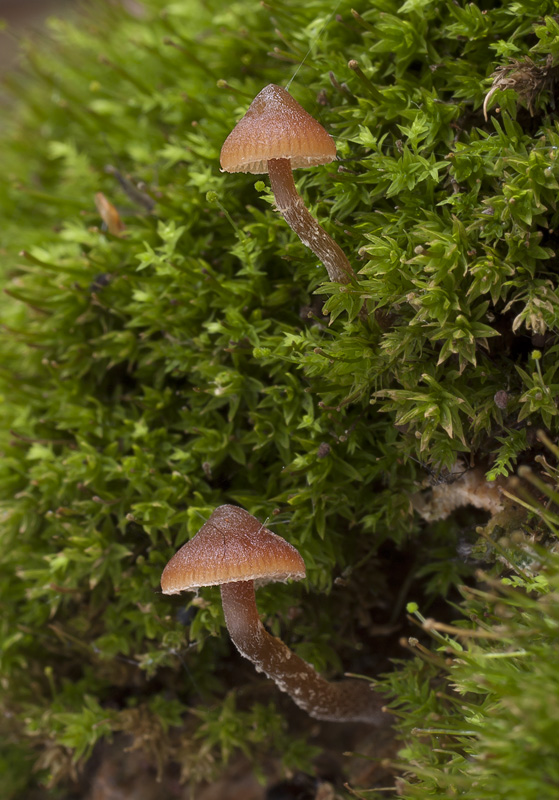 Galerina triscopa